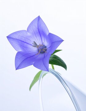 japanese bellflower
