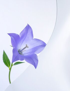 japanese bellflower