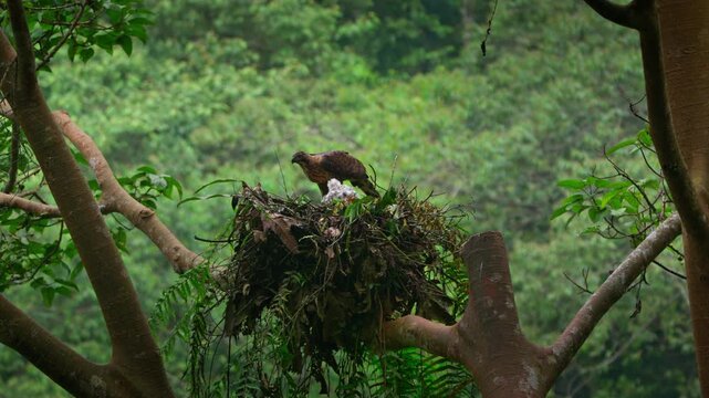 Adult female Javan hawk eagle (Nisaetus bartelsi) feeding its white chick with red meat inside the natural nest, probably from hunted lizard or rodents like squirrels, with natural bokeh background