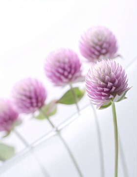 globe amaranth flowers