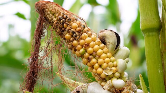 Close-up of edible huitlacoche fungus gall or Mexican truffle on corn ear