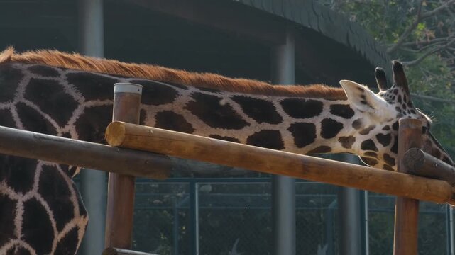 Reticulated giraffe lowers its long neck inside a zoo enclosure. Close wildlife scene highlights distinctive coat pattern, anatomy and natural feeding behavior