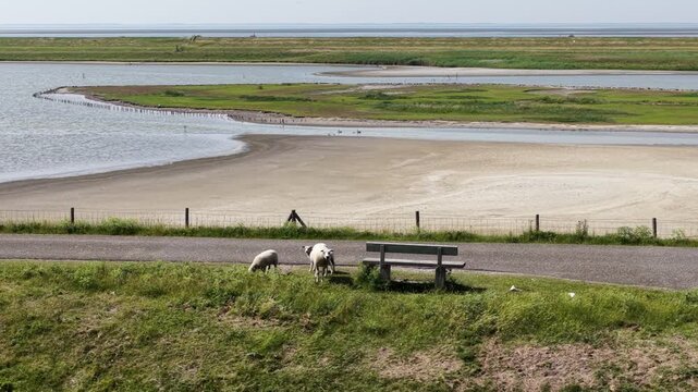 Aerial view of sheep grazing on a dyke in Zeeland, the Netherlands, showing rural agriculture, livestock and coastal landscape.