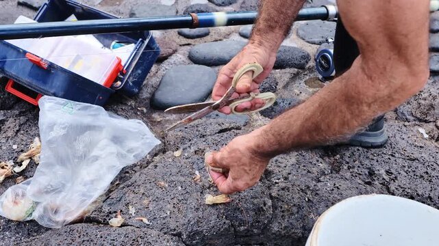 Angler cuts fresh shrimp into hook bait on rugged volcanic rocks in El Hierro