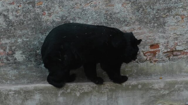 American black bear walks along a concrete ledge beside a stone wall. Captive wildlife scene shows movement, behavior and powerful mammal anatomy