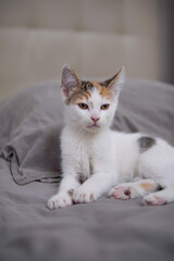 Naklejka premium Calico kitten resting on bed looking directly at camera