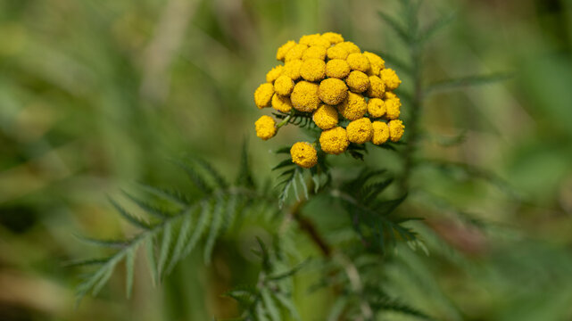 Golden Tansy Flower in Soft Green Nature with Copy Space