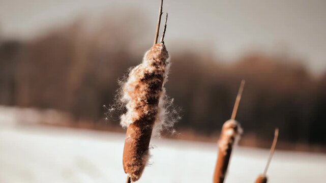 Close-up of cattail seed head releasing fluffy seeds in the wind, natural fall colors, blurred background, nature .