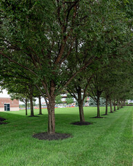 Obraz premium Urban Tree Line