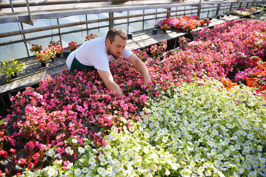happy worker growing flowers in a greenhouse of a flower shop