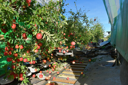 modern apple harvest with a harvesting machine on a plantation with fruit trees