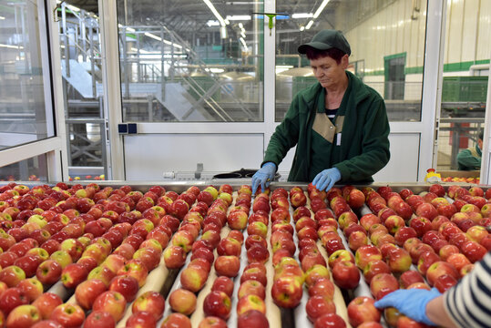 food factory: assembly line with apples and workers