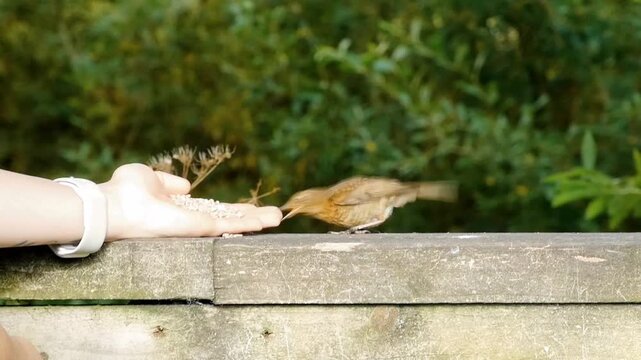 A human visitor in a woodland is hand feeding a robin. Tentatively the bird bobs forward, along a fence, to try to take some bird seed from her hand.
