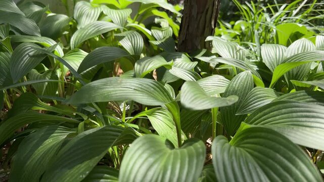 Sunlit Hosta Leaves Swaying in Garden, Ribbed Green Texture