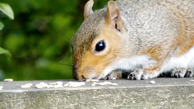 A grey squirrel (Sciurus carolinensis) eats bird seed on top of a fence. A close up view shows how the squirrel nibbles at the seeds. The fence is scratched and covered in moss. 