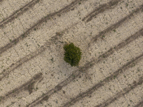 Aerial view of a solitary green tree standing in the center of a dry, cracked agricultural field with visible tractor tracks in Fermo, Marche, Italy.