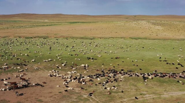 Aerial view of a large herd of sheep and goats grazing on the vast green steppe of Baga Gazariin Chuluu in Dundgovi, Mongolia.
