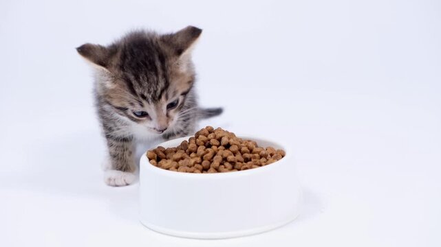 A single cute tabby kitten eating dry food from a white bowl on a white background, pet nutrition and veterinary care, healthy kitten diet.