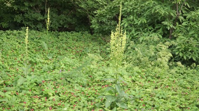 High-angle wide shot of red mock strawberry (Potentilla indica) groundcover with tall dark mullein flowering stems in daylight. Useful for horticultural projects and plant guides.