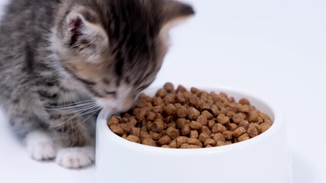 Close-up of a cute tabby kitten eating dry food from a white bowl, pet nutrition and veterinary care, healthy pet food.