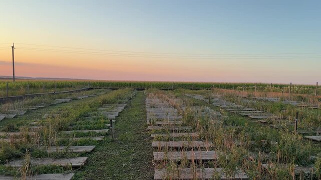 Wooden breeding boards stretch across open snail farm field, rows covered with grass under warm sunset sky and cornfield backdrop.