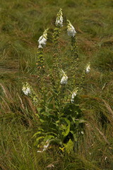 Foxglove in Kladske raseliny, Slavkovsky les, Czech republic,Europe  © kstipek