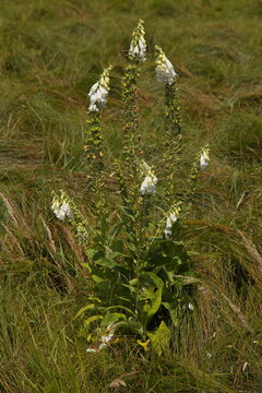 Foxglove in Kladske raseliny, Slavkovsky les, Czech republic,Europe
