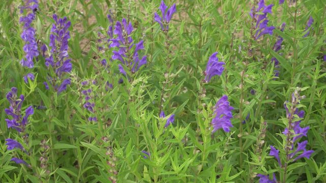A shallow depth-of-field close-up shot of blooming Baikal skullcap (Scutellaria baicalensis) purple flowers surrounded by lush green stems and leaves.