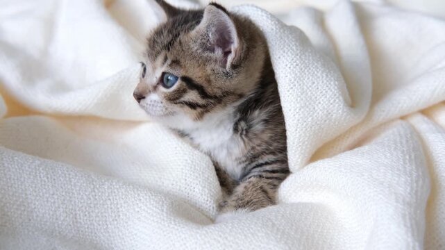 Cute tabby kitten lying on a soft white blanket and looking curiously at the camera, pet care, animal welfare, veterinary clinic, cozy home lifestyle, playful pet scene.