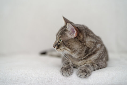 Domestic tabby cat relaxing indoors at home