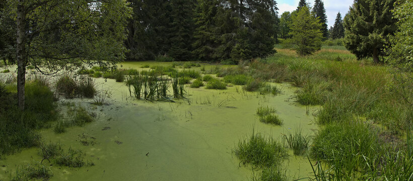 Pond in Kladske raseliny, Slavkovsky les, Czech republic,Europe
