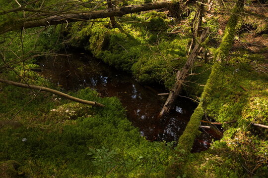 Small pond in Kladske raseliny, Slavkovsky les, Czech republic,Europe
