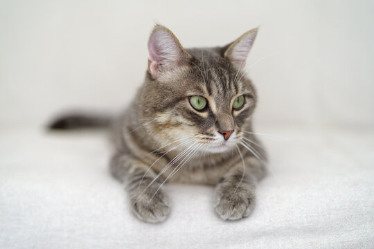 Loving Tabby cat lying down on couch