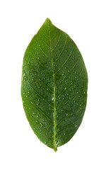 Fresh green walnut leaf flying in the air on a white background. Minimalist botanical concept © Agave Studio