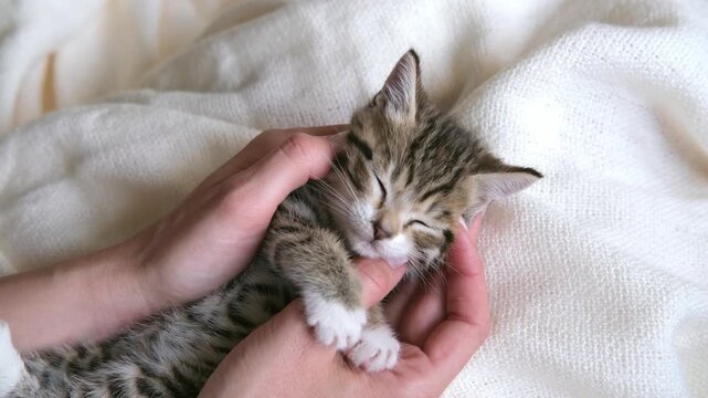 Person gently stroking an adorable tabby kitten resting on a soft white blanket, pet care, veterinary health, animal welfare, cozy lifestyle, tender pet moment.