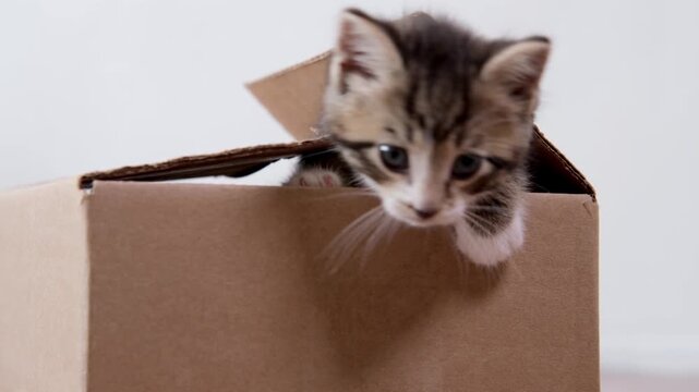A curious tabby kitten peeking out of an open cardboard box on a wooden floor, pet care industry, e-commerce packaging, playful pet scene, cute animal moment, domestic animal.