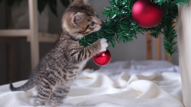 A funny tabby kitten pulling down a Christmas tree onto itself during play, holiday humor, comical pet accident, funny viral video moment, festive mishap.