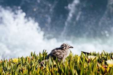 Sea gull chick nesting in coastal ice plant flowers on cliff edge overlooking Pacific Ocean. © FiledIMAGE