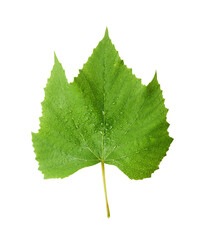Ffresh green grape leaves flying in the air isolated on white background. Minimalist food concept © Agave Studio