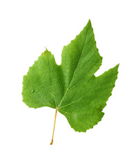 Ffresh green grape leaves flying in the air isolated on white background. Minimalist food concept © Agave Studio