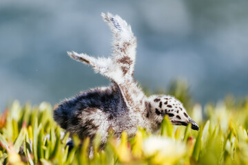 Fluffy spotted juvenile gull chick exercising its wings in green ice plant at Natural Bridges State Park, California © FiledIMAGE