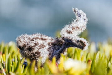 Tiny fluffy speckled bird chick in green succulents by ocean. © FiledIMAGE