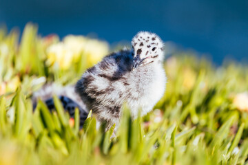 Western Gull chick with spotted plumage standing in ice plant vegetation at Natural Bridges State Park in California © FiledIMAGE