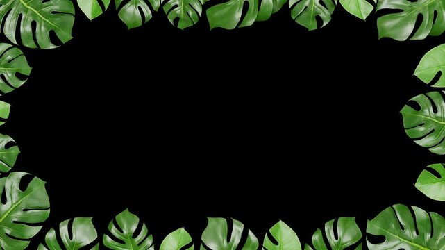 Monstera leaves frame on black background with copy space for overlay, Tropical green leaves frame, 4K looping animation.