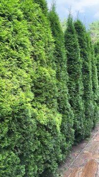 Neat, trimmed, well-maintained, topiary-style tall juniper shrubs lining the tiled path in the park. Landscape design, gardening, conifer care, and juniper-lined path