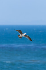 Naklejka premium Western Gull in flight over Pacific Ocean at Natural Bridges State Park Santa Cruz California
