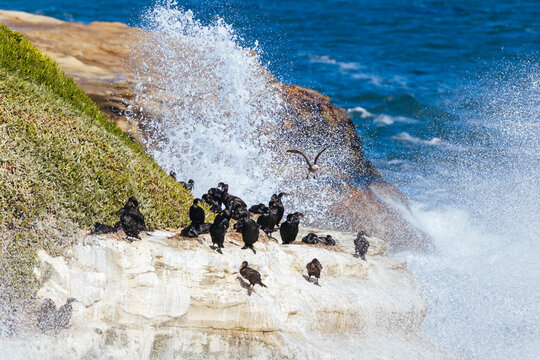 A flock of black cormorants perches on coastal cliffs at Natural Bridges State Park Santa Cruz California