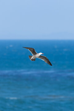 Western Gull in flight over Pacific Ocean at Natural Bridges State Park Santa Cruz California