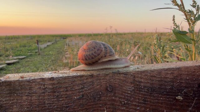 Side view of Helix aspersa snail moving on wooden plank. Brown striped shell mollusk crawls in breeding enclosure over background of green rural fields under warm evening sky at golden hour.