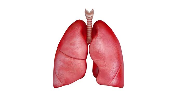4k Resolution Video: Respiratory Health, Breathing, Oxygen Exchange, Pulmonary Function, Lung Care And Medical Education Concept. Animated Human Lungs Expanding And Contracting On White 